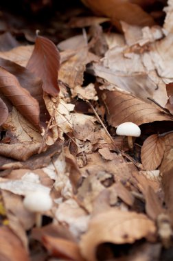 Hygrophorus eburneus