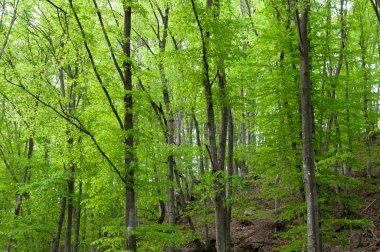 taze yeşil yapraklar