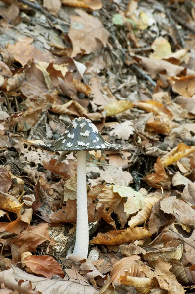 Coprinus picaceus — Fotografia de Stock