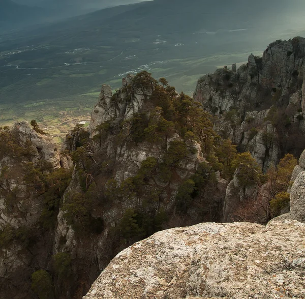 Los pinos cerca de la montaña Demirji, la Crimea, Ucrania —  Fotos de Stock