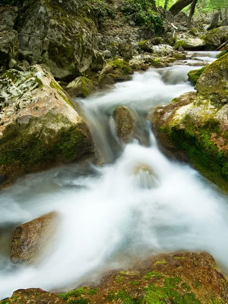 Fluxo de floresta — Fotografia de Stock