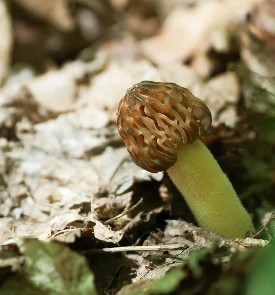 Favoriete schimmels — Stockfoto