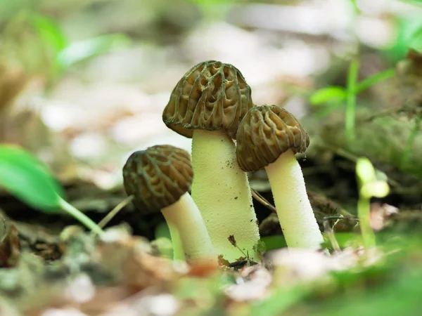 Улюблений грибів — стокове фото