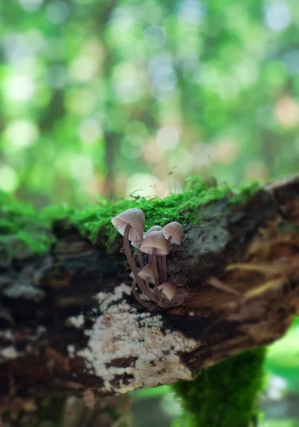 Mycena Grupos de cogumelos — Fotografia de Stock