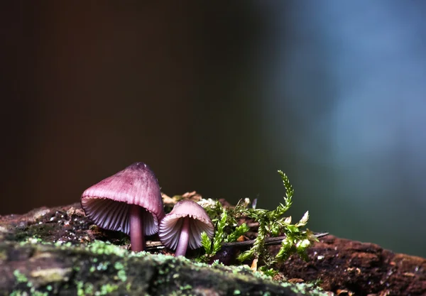 小菇 purpureofusca — 图库照片