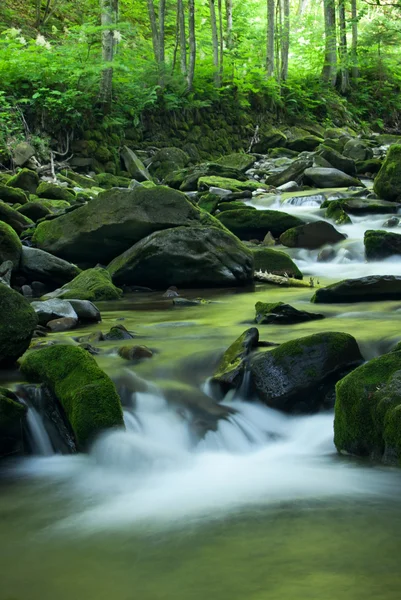 熱帯川 — ストック写真