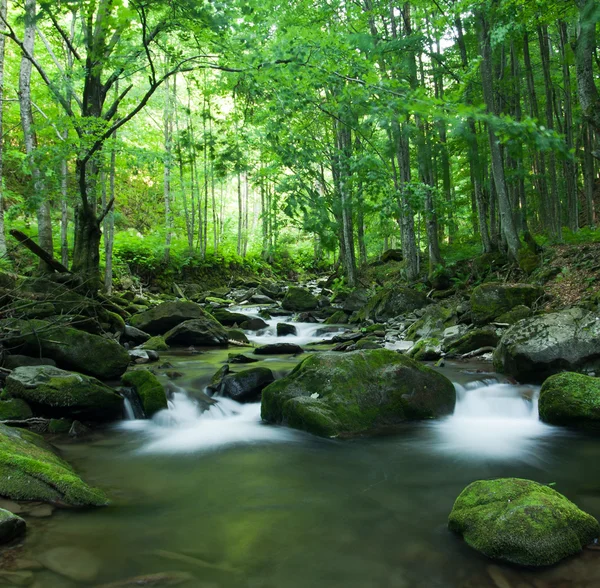 Tropical river — Stock Photo, Image