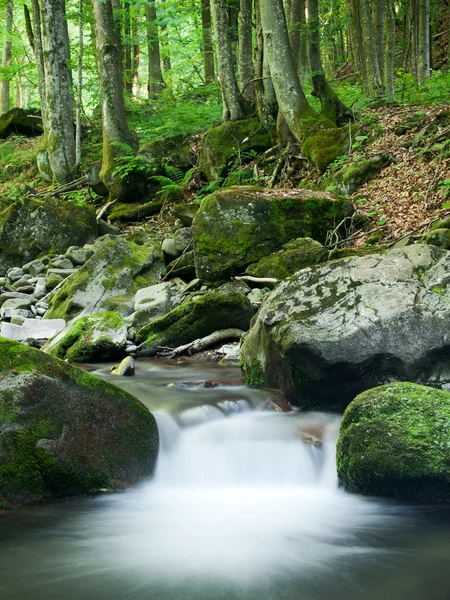 Rocky Forest Stream — Stock Photo, Image