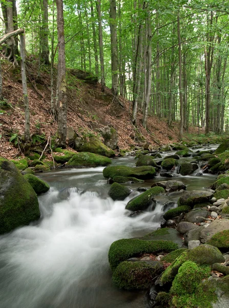 Woodland Stream. — Stock Photo, Image