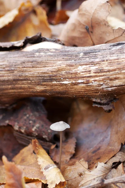 Pilz — Stockfoto