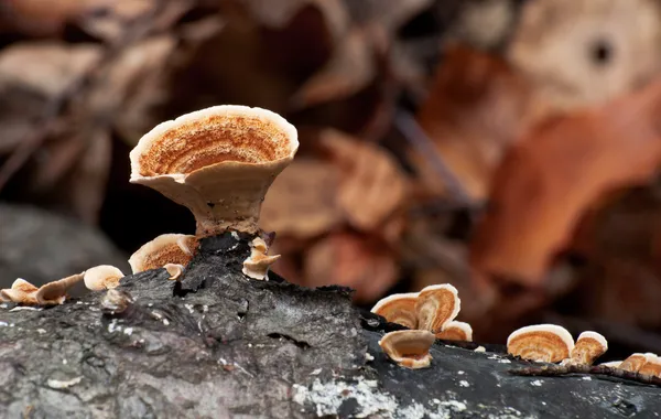 Fungo sapróbico Stereum hirsutum — Fotografia de Stock