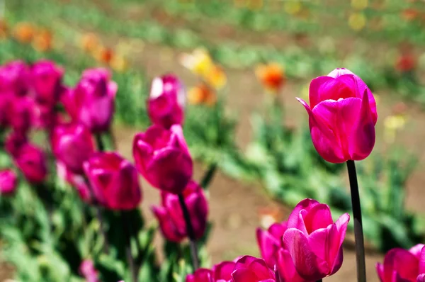 Single pink tulip in field of other — Stock Photo, Image