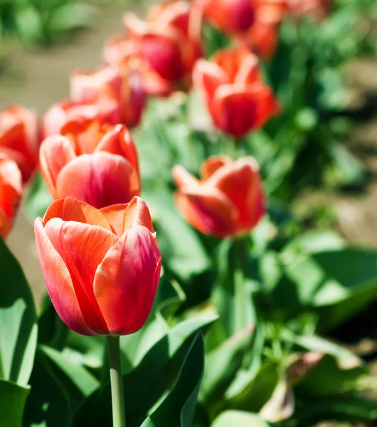 Single tulip in field of other — Stock Photo, Image