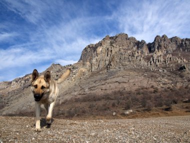 köpek ve kayalar