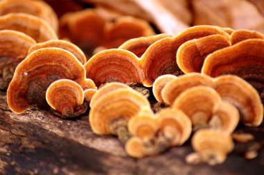 grifola frondosa - Orman Tavuğu