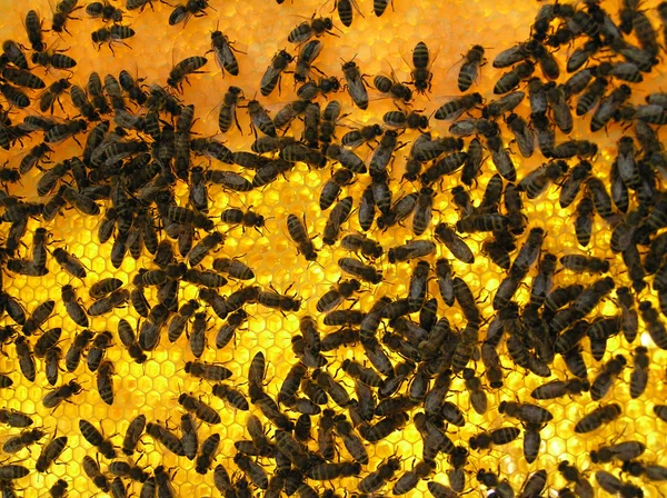 Muitas abelhas no quadro — Fotografia de Stock
