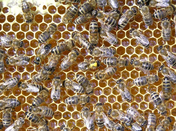 Viele Bienen auf Rahmen — Stockfoto