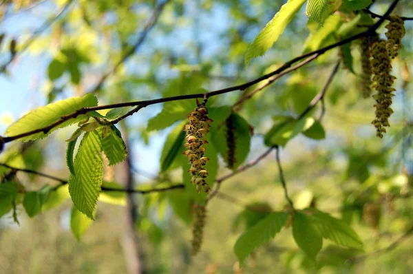 Indah birch catkins kabur latar belakang, alergi — Stok Foto