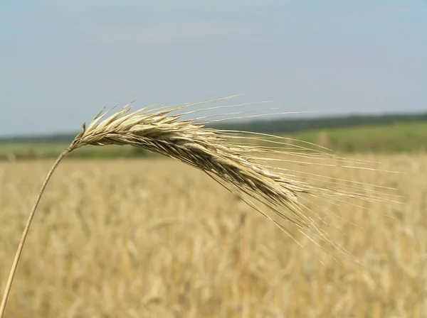 Fotoğraf kulak — Stok fotoğraf