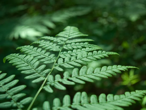 ahşap fern, dryopteris sp.