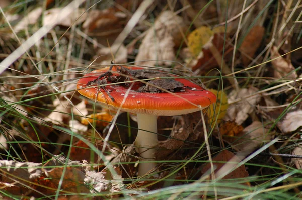 Vlieg Agaric — Stockfoto