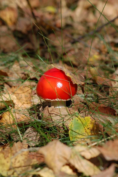 飞Agaric — 图库照片