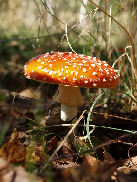 Vlieg Agaric — Stockfoto