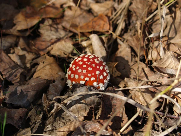 Latać Agaric — Zdjęcie stockowe