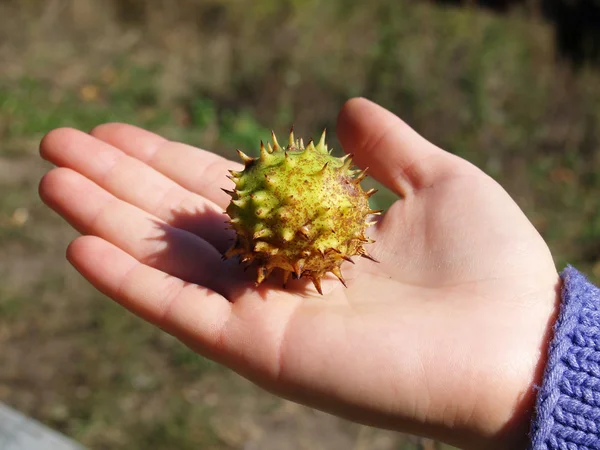 Hand en kastanje — Stockfoto