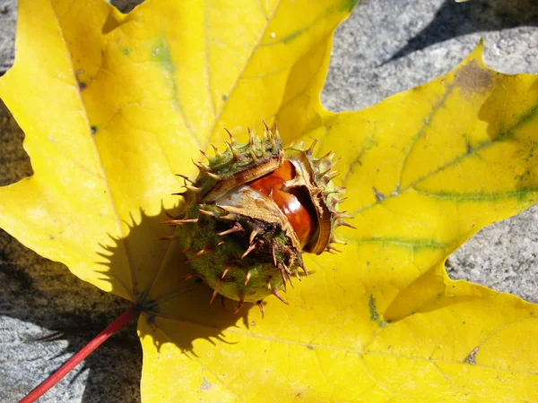 Feuilles d'automne et châtaignes — Photo