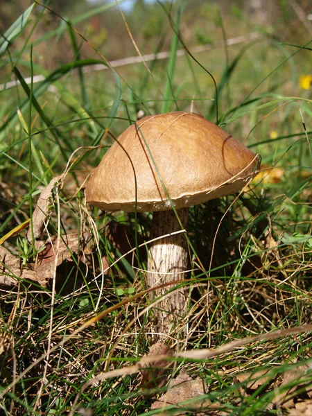 Großer Pilz — Stockfoto