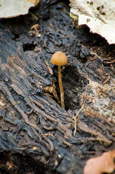 Mycena crocata — Stockfoto