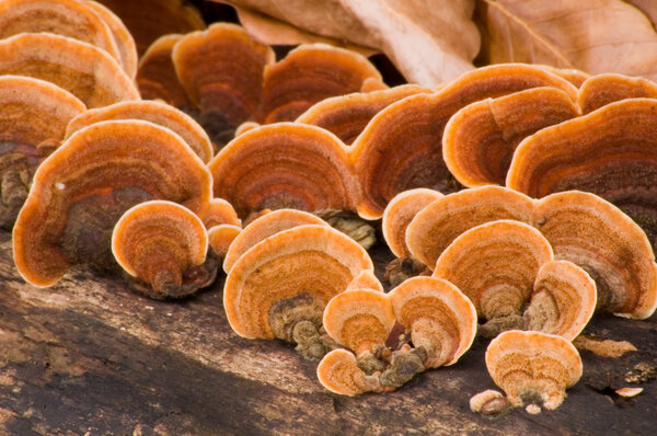 Grifola frondosa - Hen of the Woods