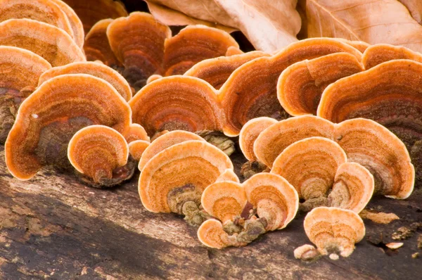 grifola frondosa - Orman Tavuğu