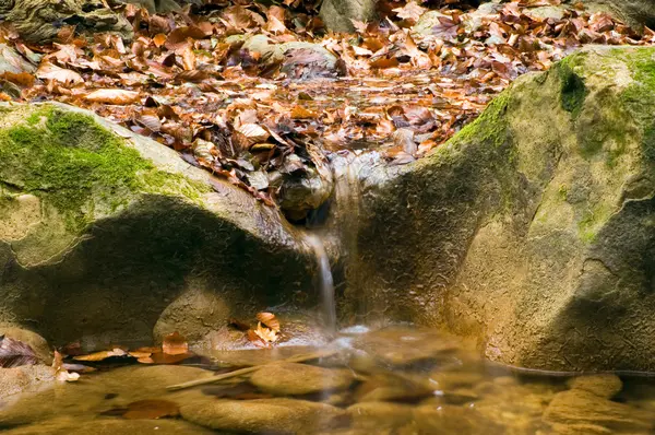 Pojedynczy strumień jesień i liści — Zdjęcie stockowe
