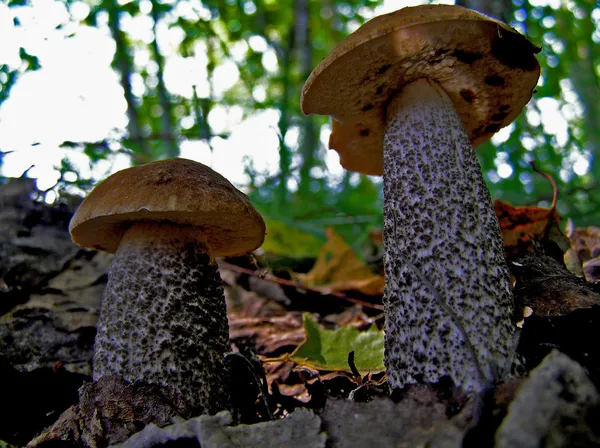 Großer Pilz — Stockfoto