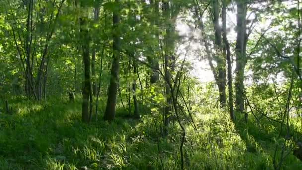 Bosque al atardecer . — Vídeo de stock