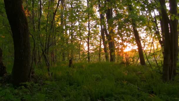 Skogen vid soluppgången. — Stockvideo