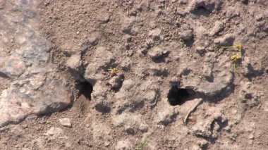 Karıncalar zor iş.