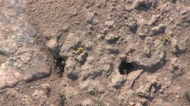 Karıncalar zor iş.