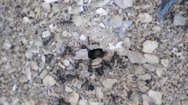 Karıncalar zor iş.