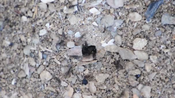 Ants hard at work. — Stock Video