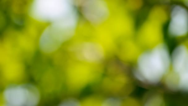 Flou vert 