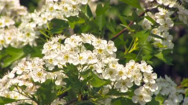 Cherry bloemen — Stockvideo