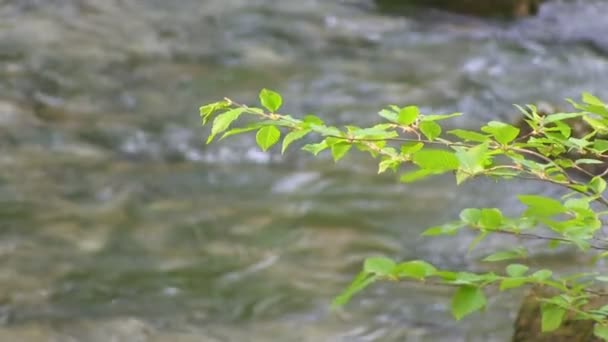 Hermoso arroyo — Vídeos de Stock