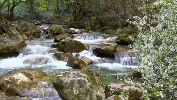 Hermoso arroyo — Vídeo de stock