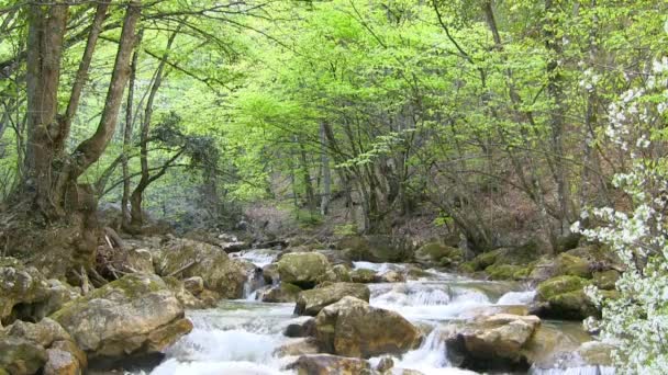 美丽的山流 — 图库视频影像