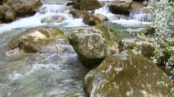 Beautiful mountain stream — Stock Video