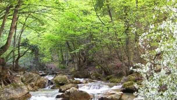 Όμορφο βουνό ρεύμα — Αρχείο Βίντεο