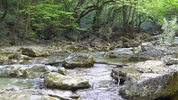 Bellissimo torrente di montagna — Video Stock